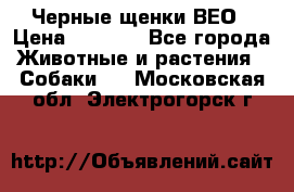 Черные щенки ВЕО › Цена ­ 5 000 - Все города Животные и растения » Собаки   . Московская обл.,Электрогорск г.